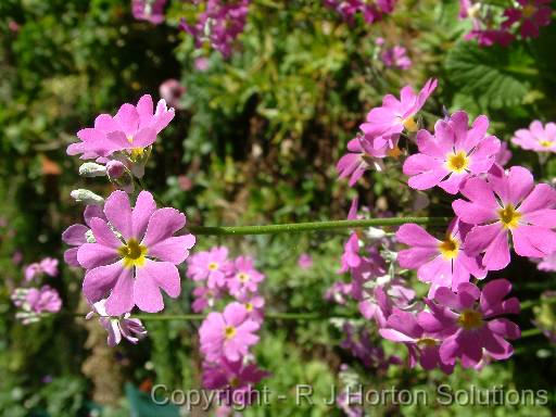 Primula Pink 